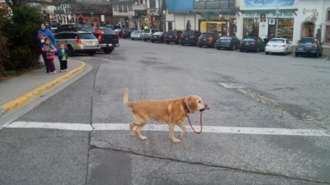 A photo of a dog walking himself as an analogy for a generative model evaluating its own output.